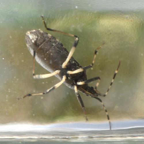 Réf. 225 858 : Dicranocephalus agilis